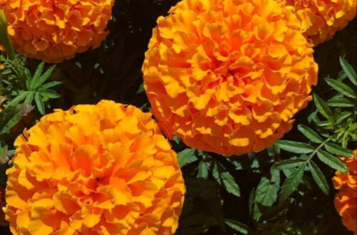 Golden Glow: 60+ Stunning Marigold Flower Ideas