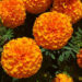 Golden Glow: 60+ Stunning Marigold Flower Ideas