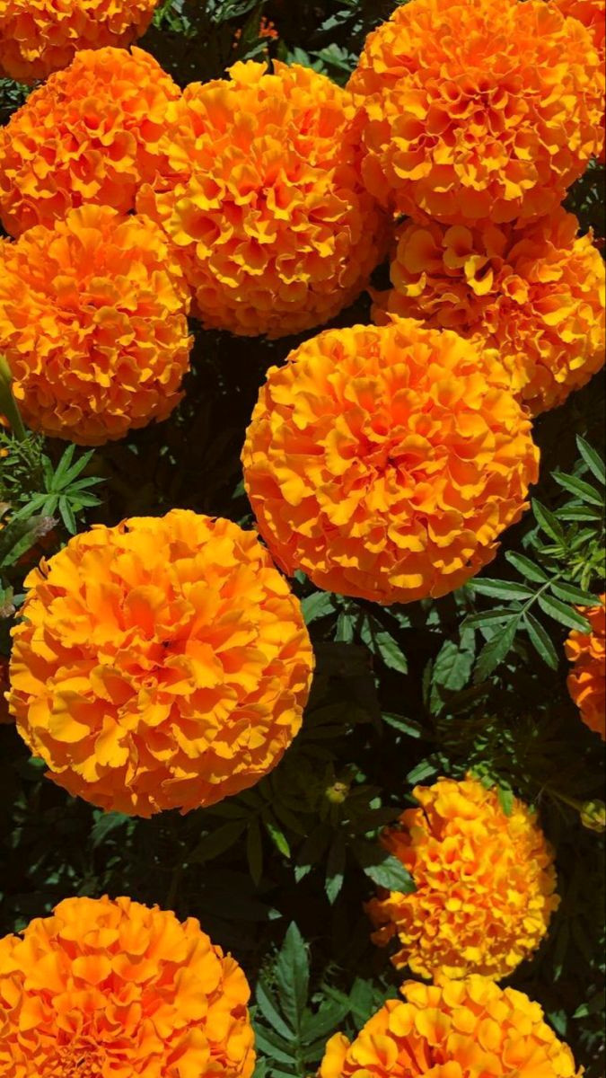 Golden Glow: 60+ Stunning Marigold Flower Ideas
