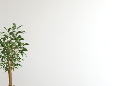 Simple White Walls, Stunning Greenery