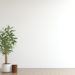 Simple White Walls, Stunning Greenery