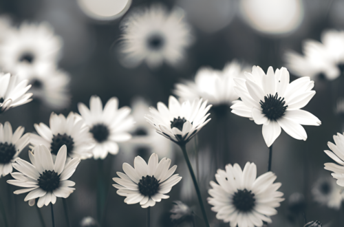 Monochromatic Bloom Phone Wallpapers