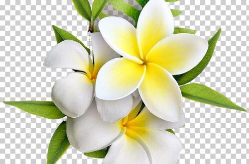 Free Download: Stunning Frangipani Flower PNG