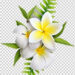 Free Download: Stunning Frangipani Flower PNG
