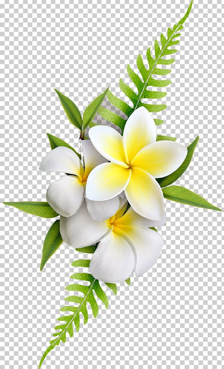 Free Download: Stunning Frangipani Flower PNG