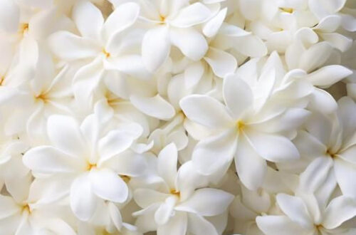 Download Vibrant Art Flower Wallpapers Now